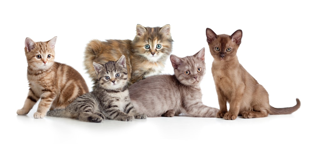 Burmesische Katzen – Die Kupferkatze