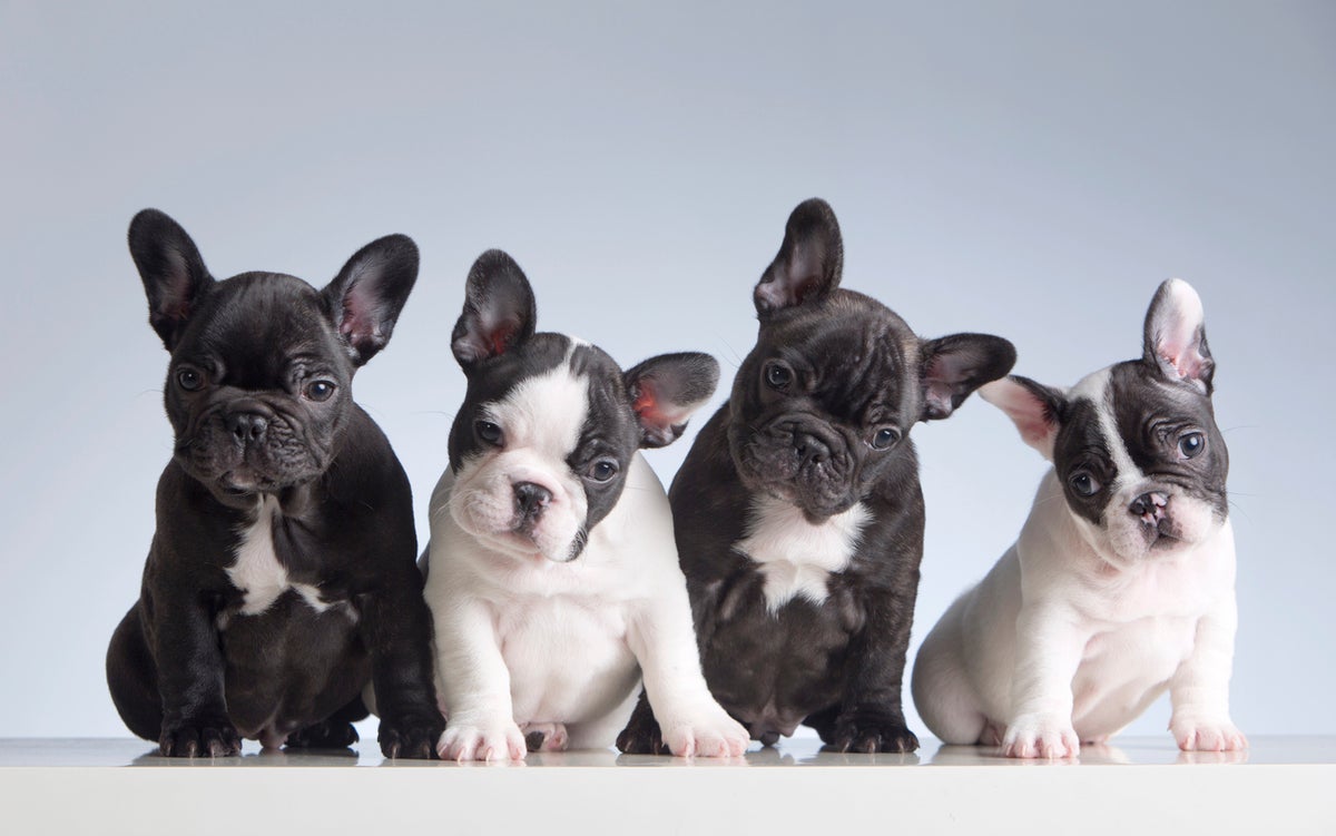 Die Geschichte der Hundebekleidung – Wie kam Ihr Hund dazu, Kleidung zu tragen?
