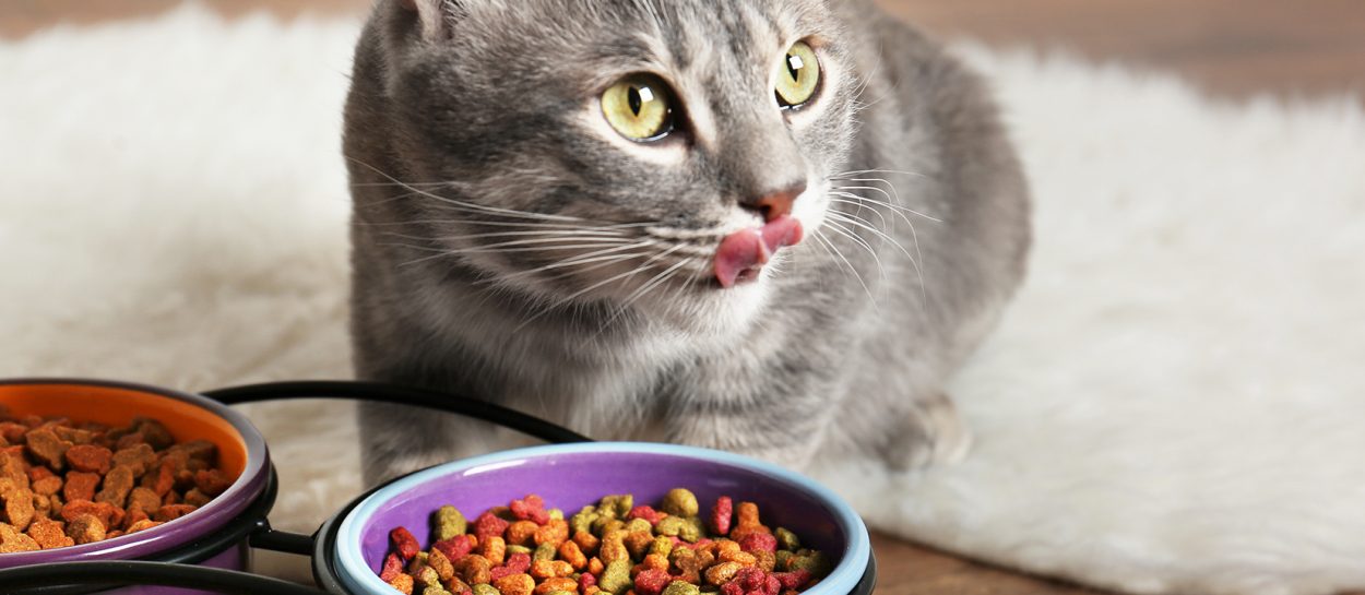 4 Dinge, die Katzen wirklich hassen