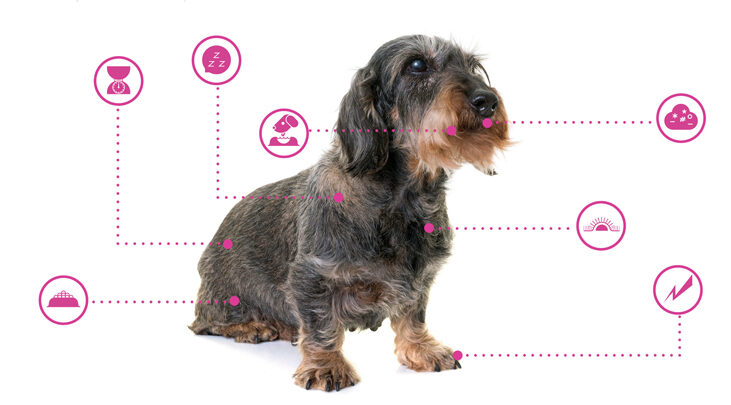 Was tun, wenn Ihr Hund Blähungen hat