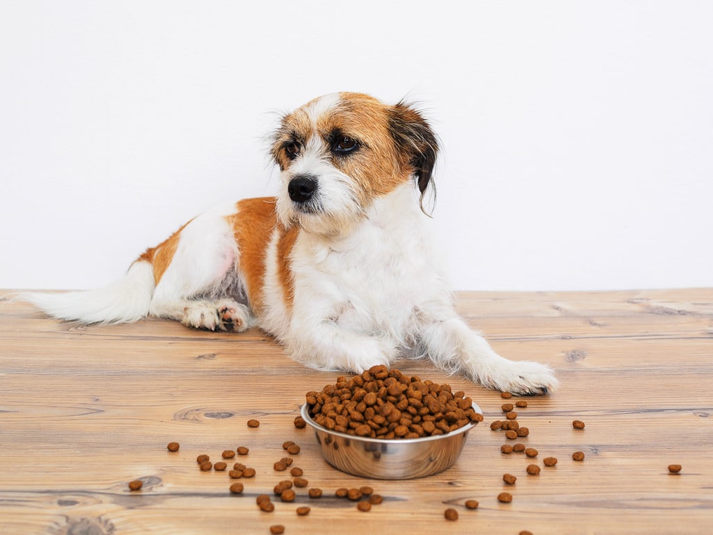 Hundefutterskandal: Was ist mit den Kindern?