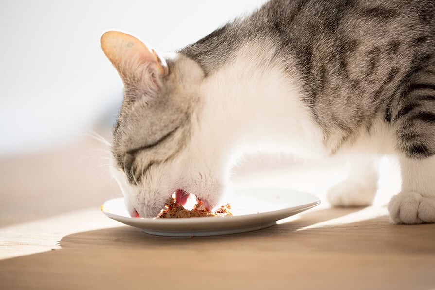 Gingivitis bei Katzen