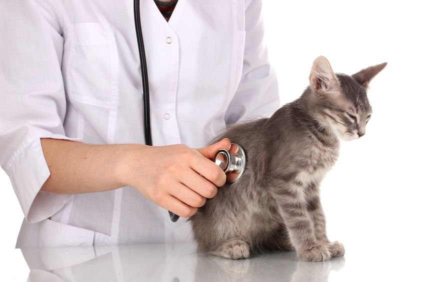 Die besten Kräuter für die Gesundheit und Heilung des Immunsystems von Katzen