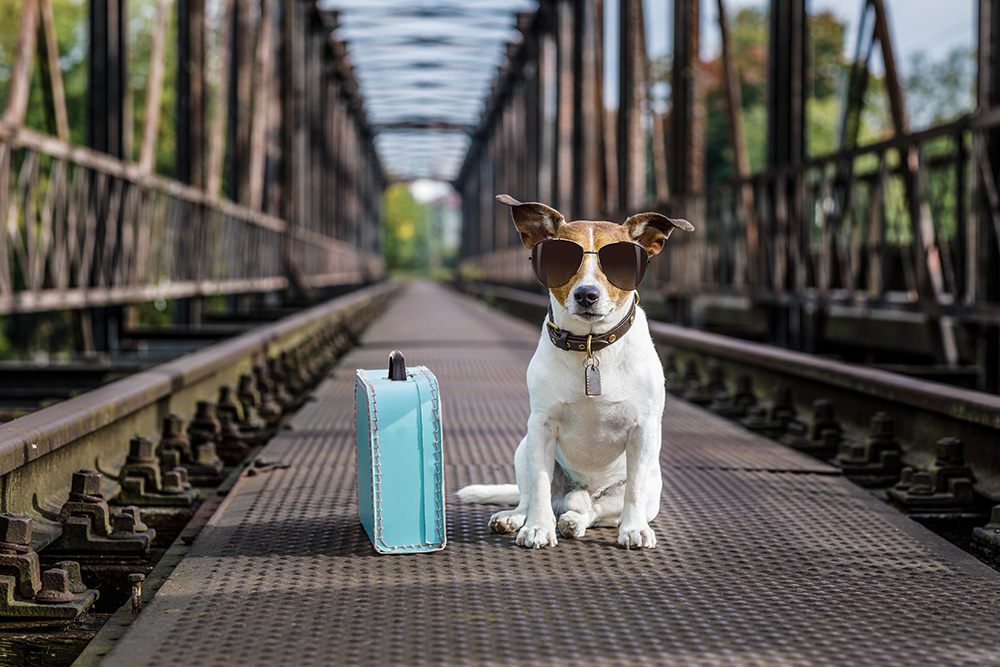 Sichere Tipps, um Flugreisen mit Ihrem Hund einfach zu machen