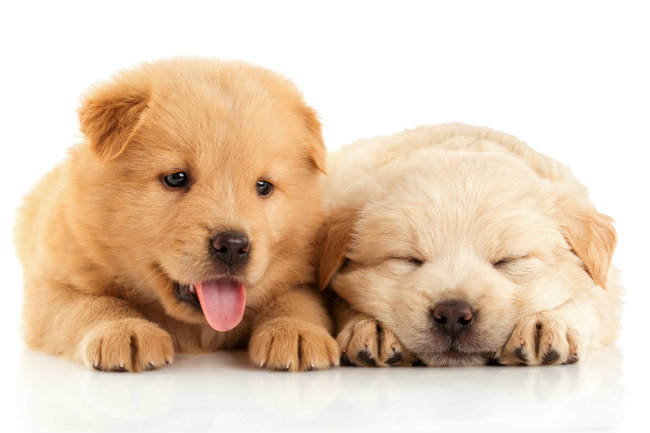 Ein paar nützliche Tipps zum Kauf eines Fahrradanhängers für Hunde