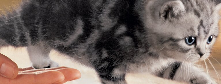 Maine-Coon-Adoption – sollten Sie ein Kätzchen oder eine erwachsene Katze kaufen?