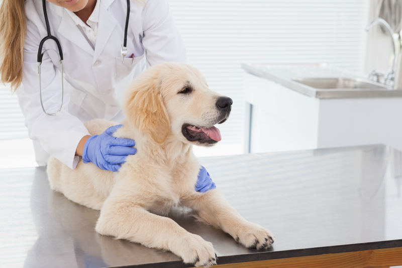 Die sieben sündigen Lebensmittel, die Ihr Hund vermeiden muss