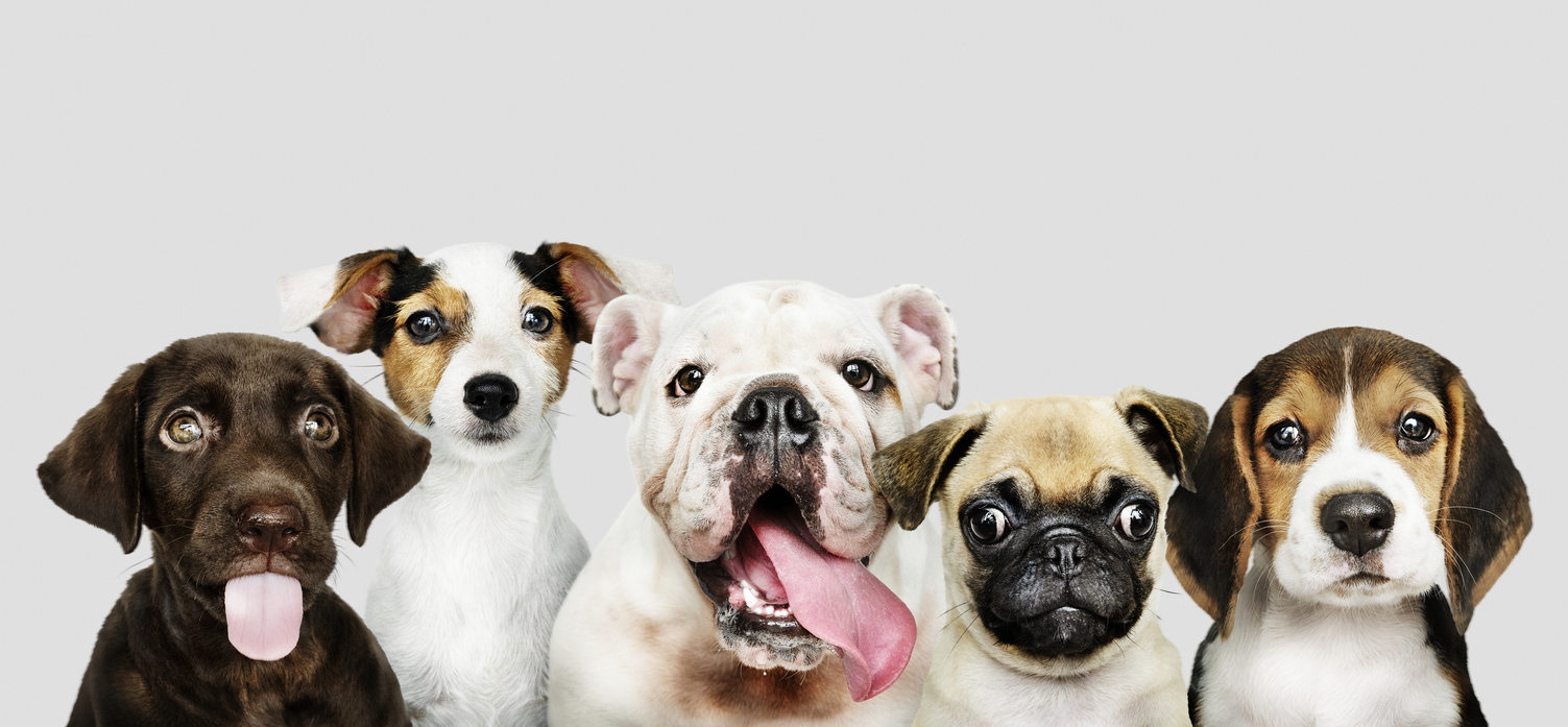 Böse Hunde sind nicht die einzigen, die beißen