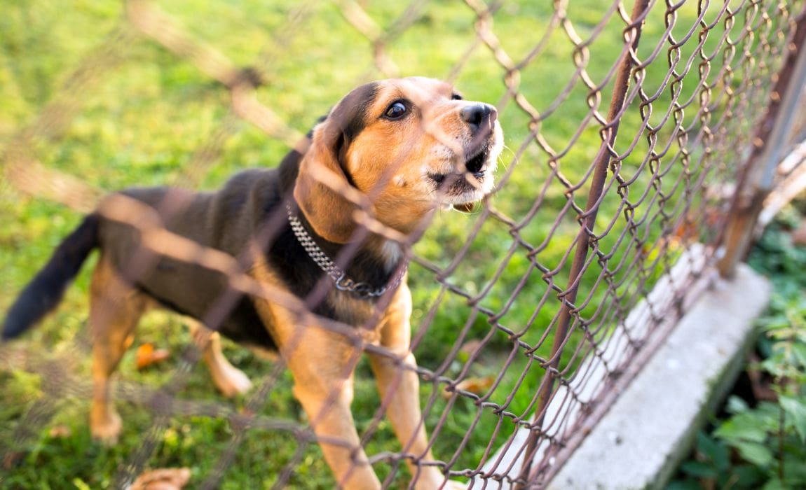 Obsessives Verhalten von Hunden – bellender Hund und Hundegejammer