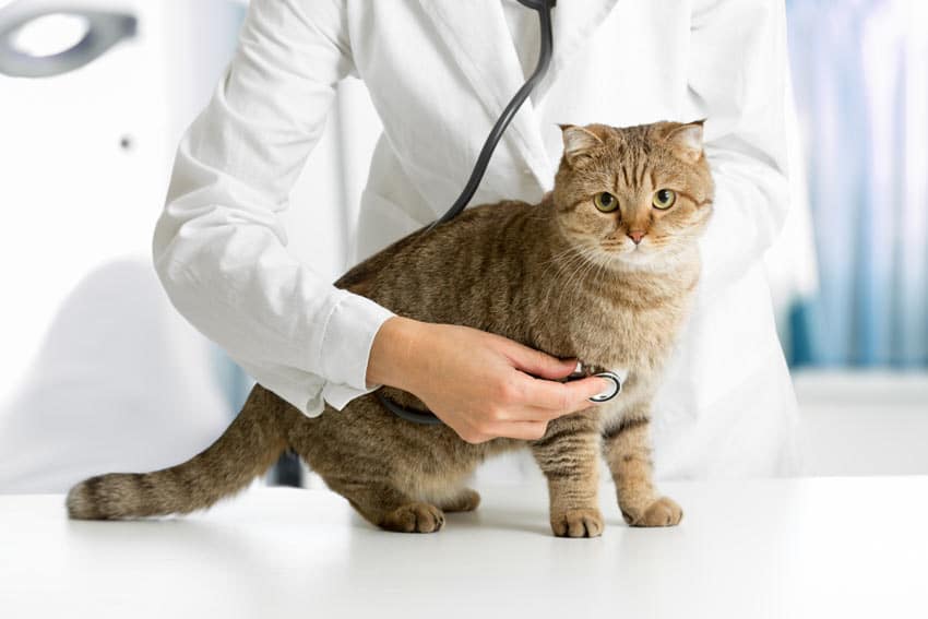 Was tun, wenn Ihre Katze schnell wird – Krebs durch Mikrochip-Tracking-Geräte entfernen Device