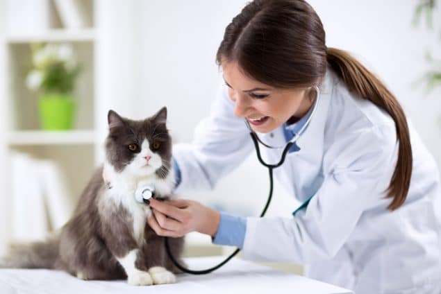 Warum pinkelt meine Katze überall?