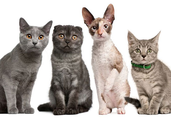 Tigards, Jaglions, Liguars, Jigers und andere Großkatzen-Hybriden