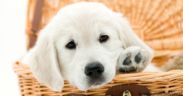 Drei Gründe für den Kauf von Tierportraits