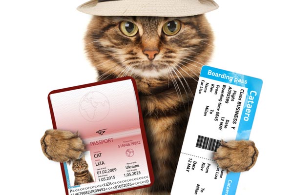 Reisen mit Ihrer Katze