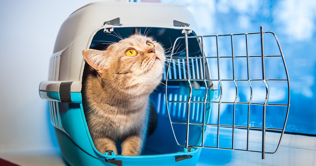 So bereiten Sie Ihre Katze auf das Reisen in einem Träger vor