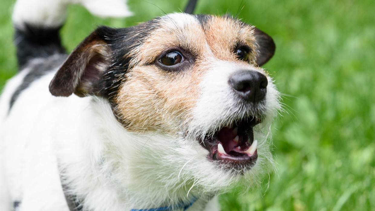 Große Ängste im Leben eines Hundes