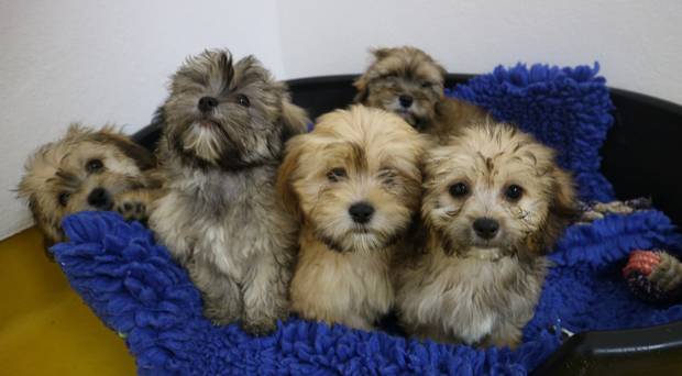 Wie funktionieren Hundegeschirre ohne Zug?