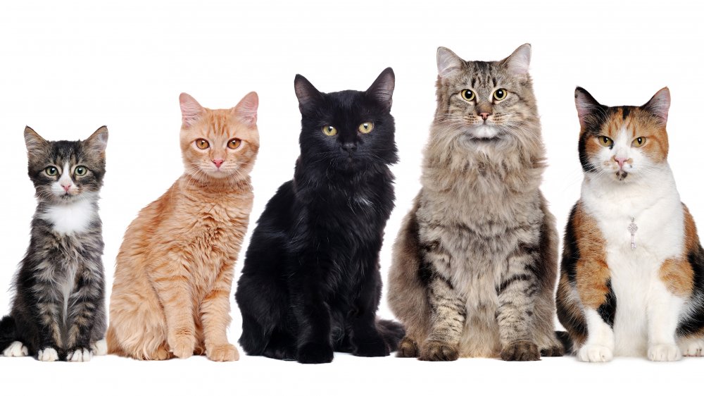 Ein vollständiger Leitfaden zum Management von Blasensteinen bei Katzen