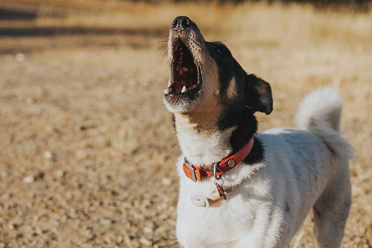 So stoppen Sie das Bellen von Hunden – 5 einfache Lösungen