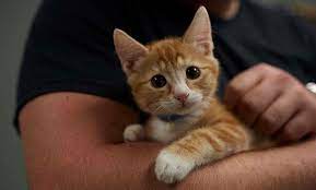 Katzen – Die neun Leben der Innovation – Stephen C. Lundin Ph.D, mit Jimmy Tan