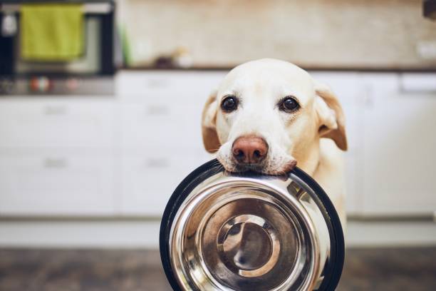 Hundefutter – Bitte kein SPAM
