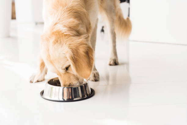 Hundefutter wird im Ofen gebacken oder extrudiert