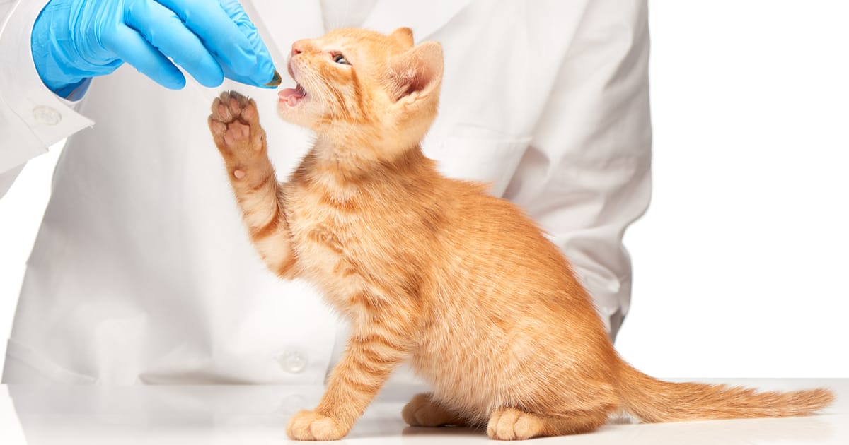 Ein Kätzchen großziehen – Soll ich mein Kätzchen großziehen, um eine Freigängerkatze zu werden?