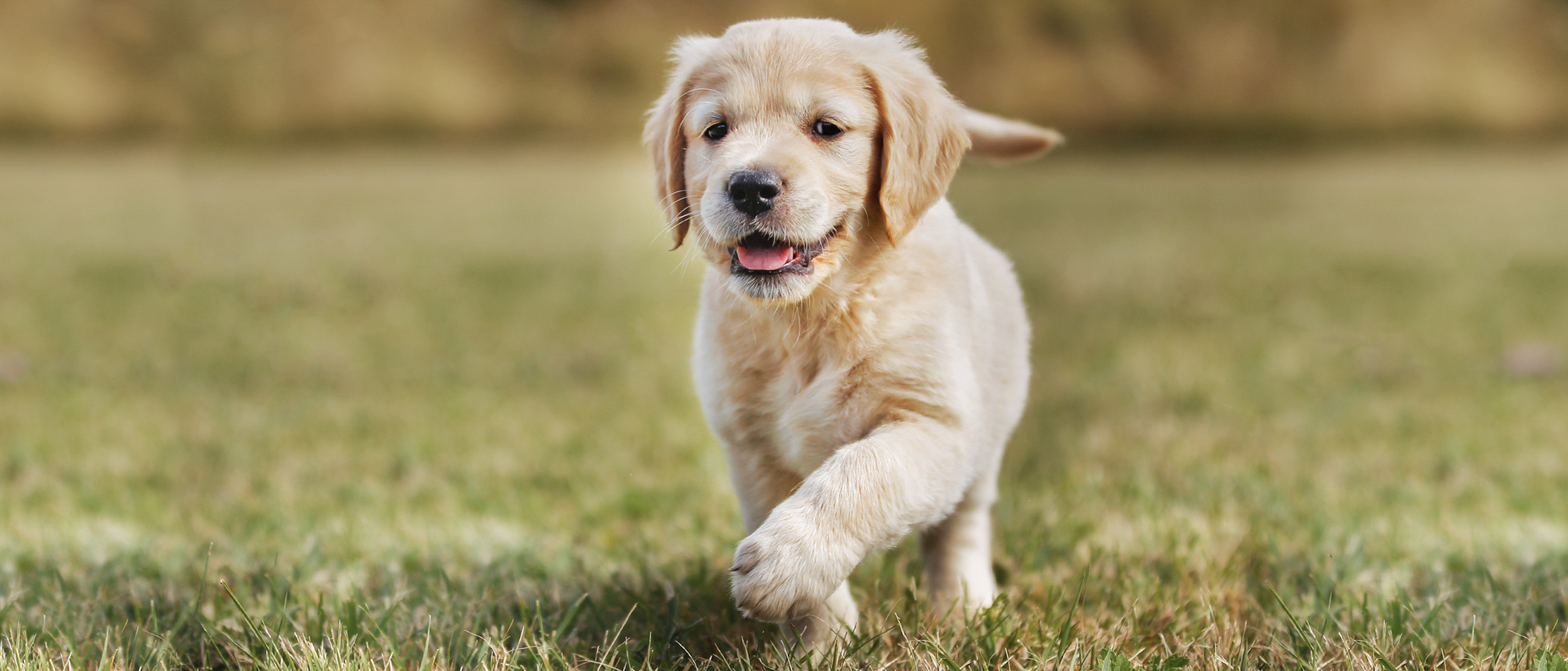 Bringen Sie Ihrem Hund bei, auf nette Weise mit seinen Spielsachen zu spielen und sie nicht zu zerstören