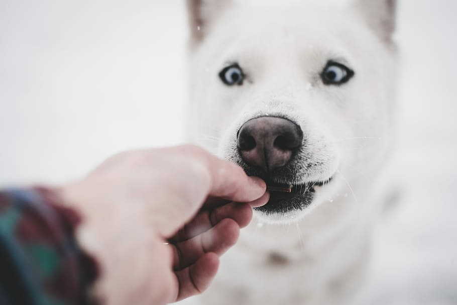 8 schnelle Tipps für die Zubereitung von Hundefutter zu Hause