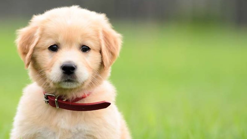Tipps zur Auswahl des besten probiotischen Nahrungsergänzungsmittels für Hunde