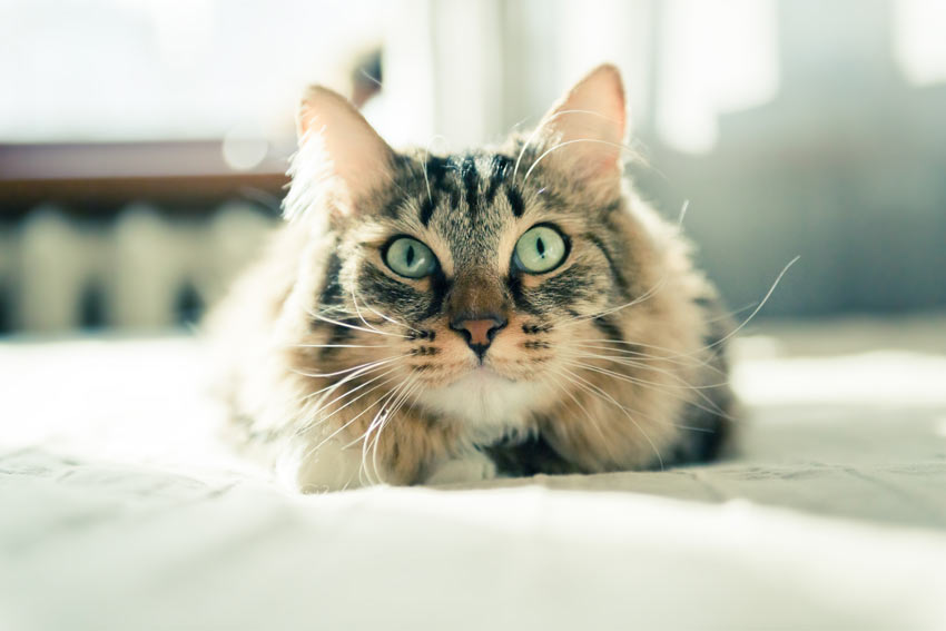 Was ist falsch an Blake Snyders SAVE THE CAT?  Die vier Phasen des Drehbuchschreibens