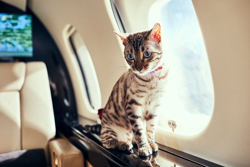 Ein Cat Island Bahamas-Urlaub