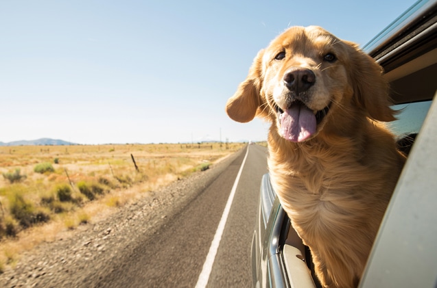 Die Vorteile der Verwendung von Tragegurten für Hunde