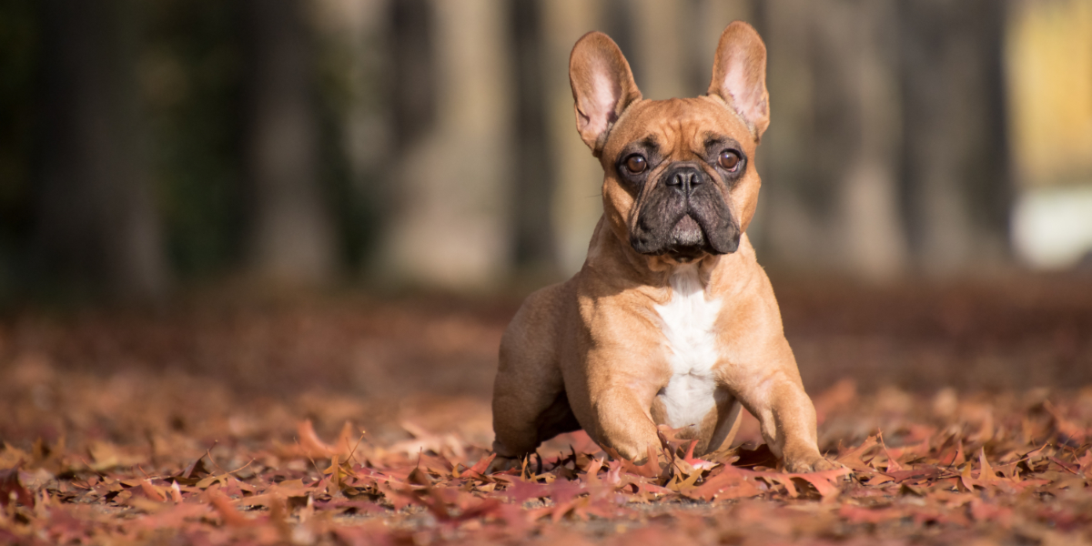 Die Französische Bulldogge: Ganz der Charmeur