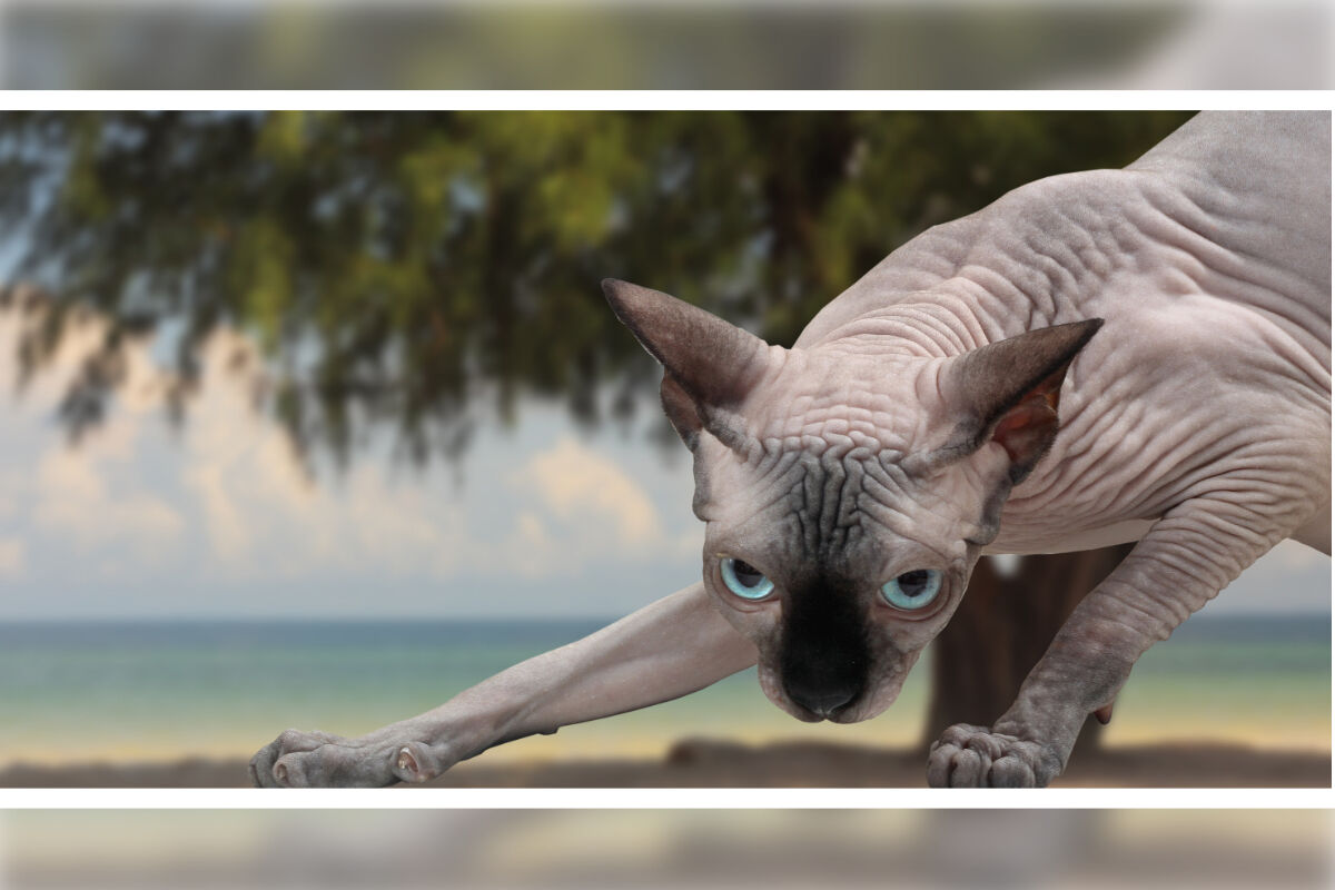 Die Sphynx: Stark & ​​Anspruchsvoll
