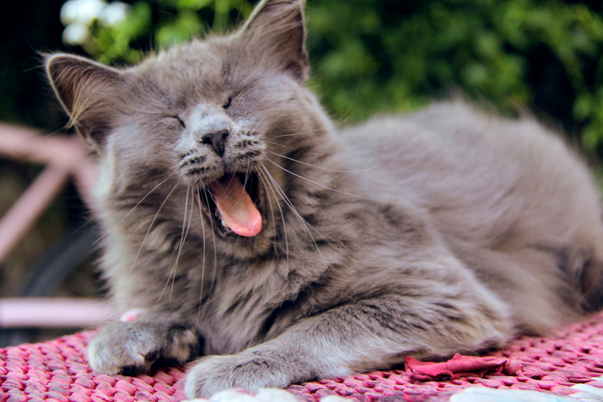 Erkennt Ihre Katze Ihre Stimme?