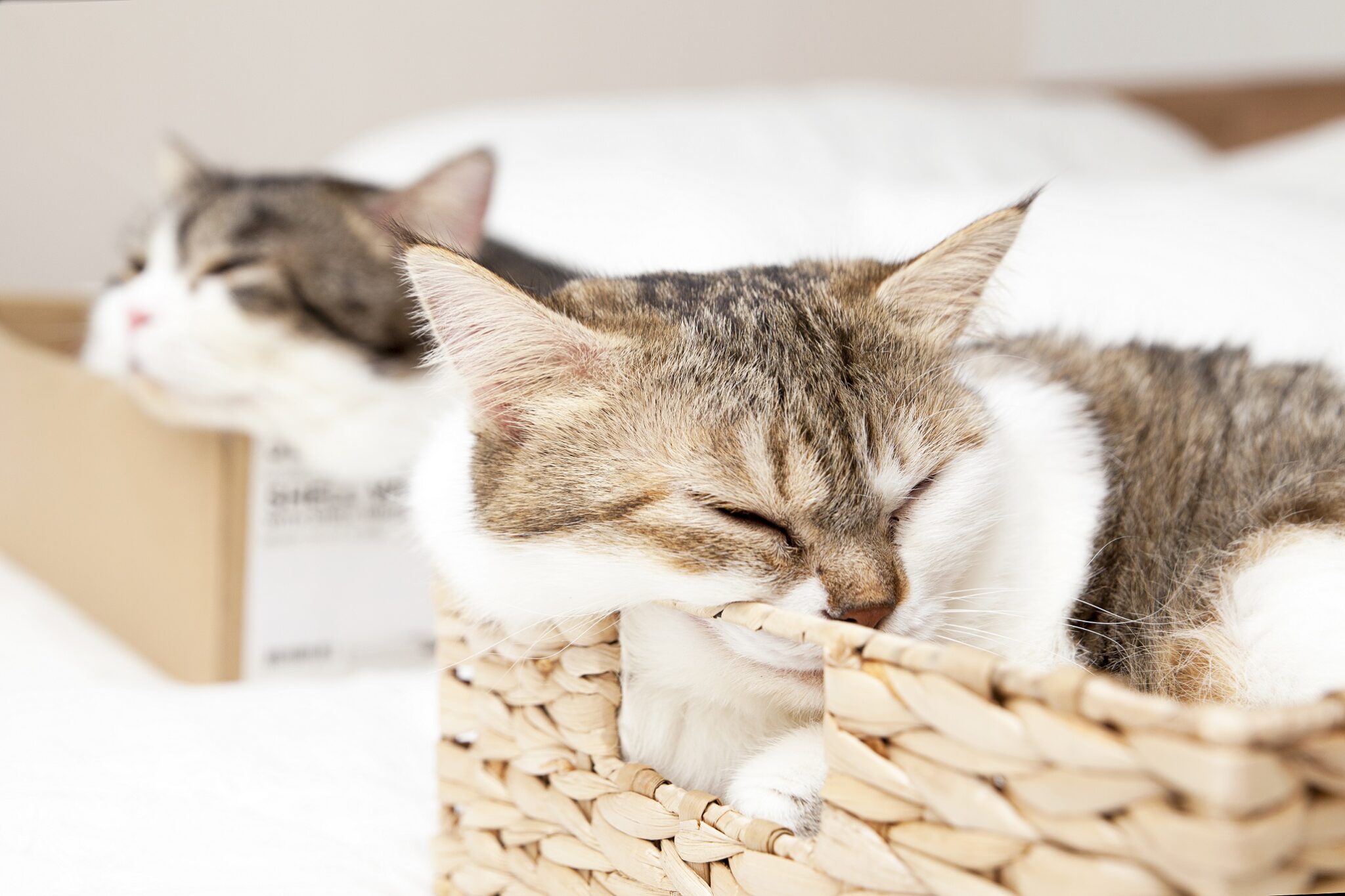 Katze in einer Kiste