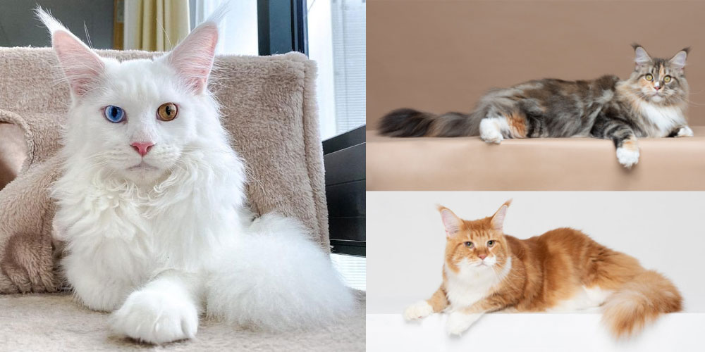 Katzenpflege: Von ungepflegt bis flauschig