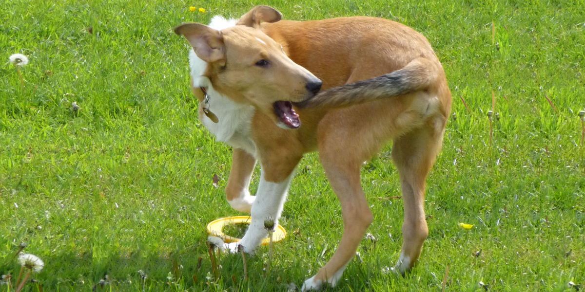 Können Hunde Autisten sein?