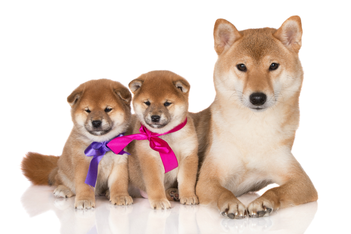 Shiba Inus: Mehr als nur für Memes
