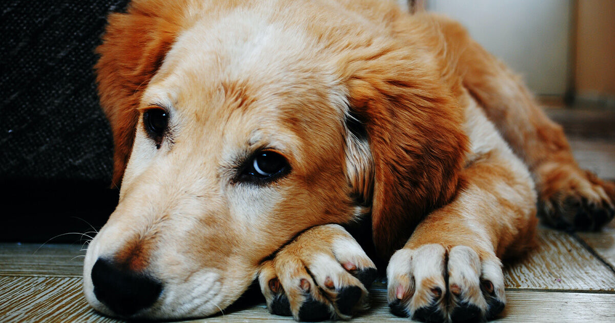 Trauern Hunde um ihre Besitzer?