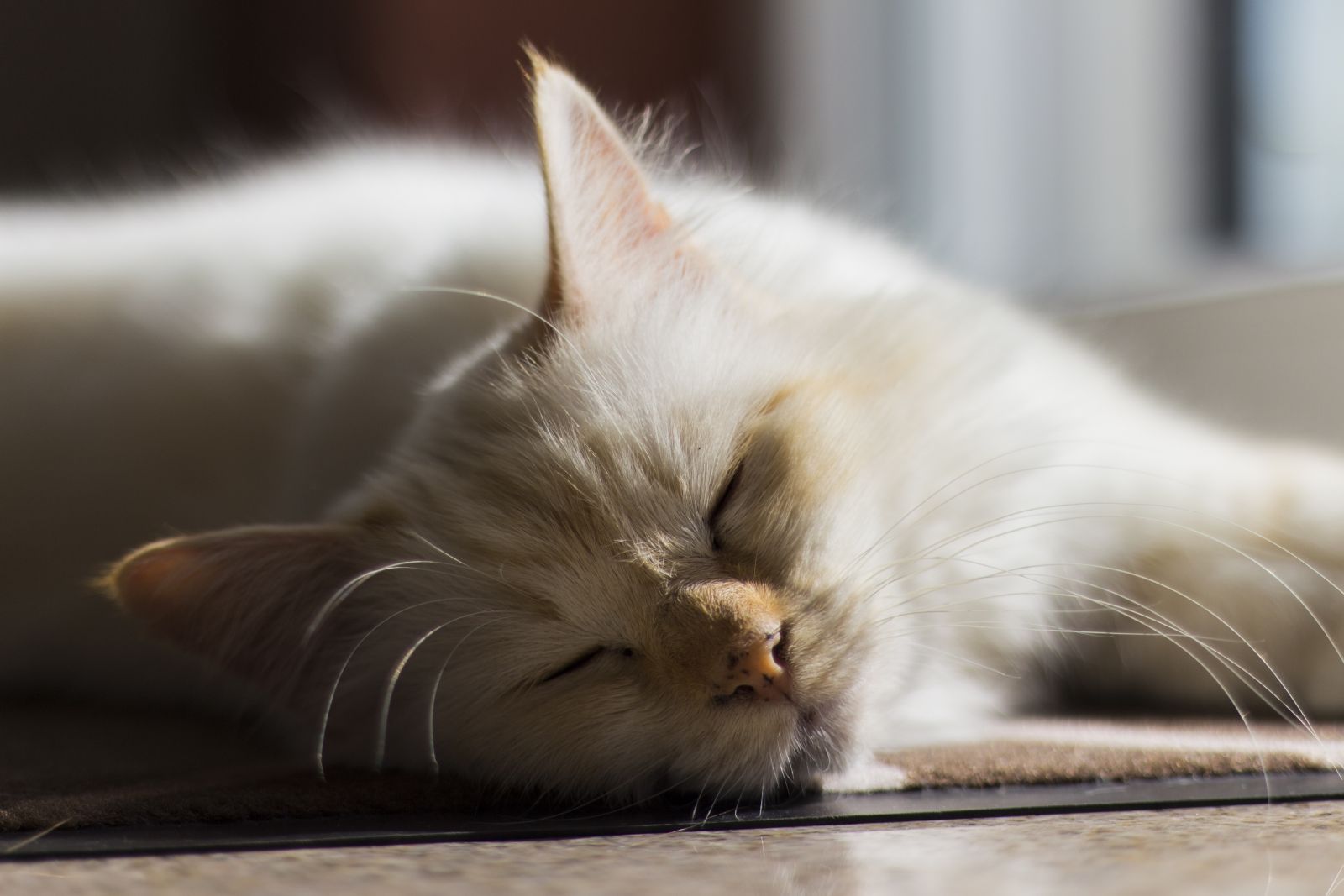 Versunkene Miezekatze