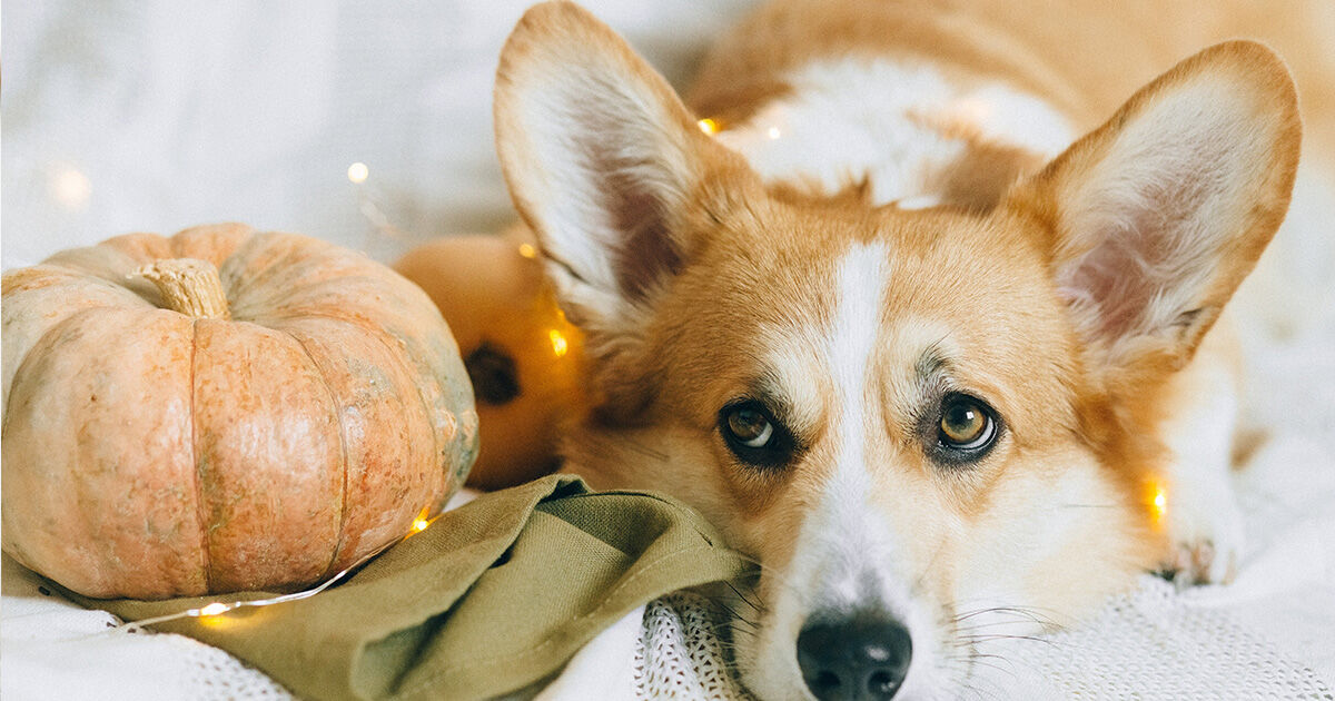 Warum Kürbisse gut für Hunde sind