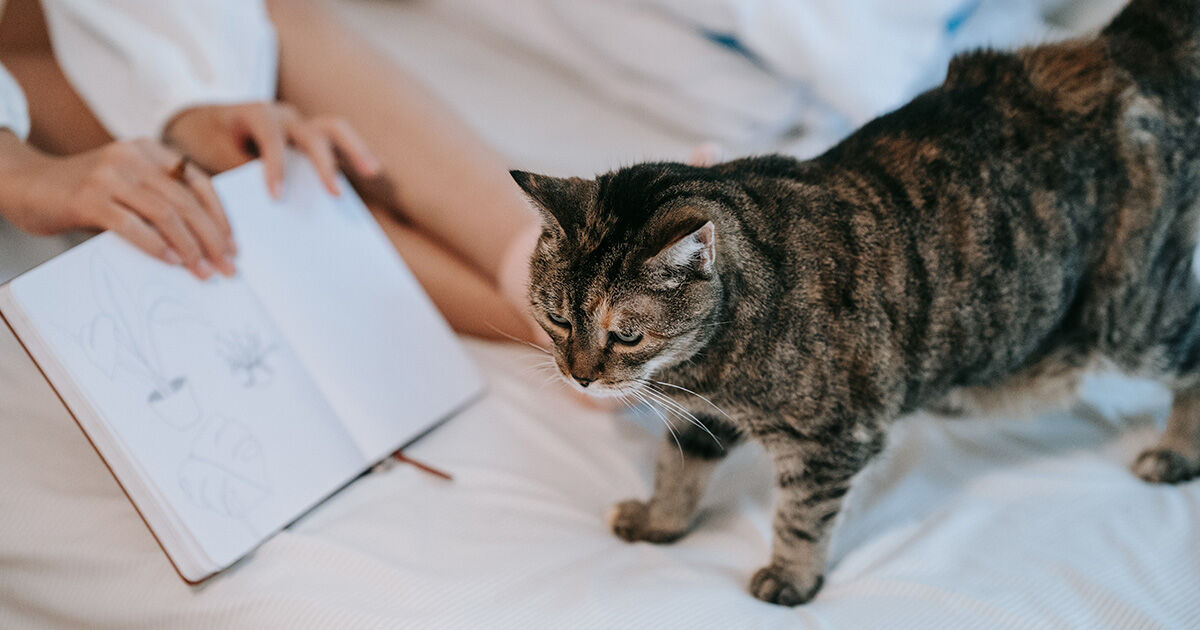 Was denken Katzen?