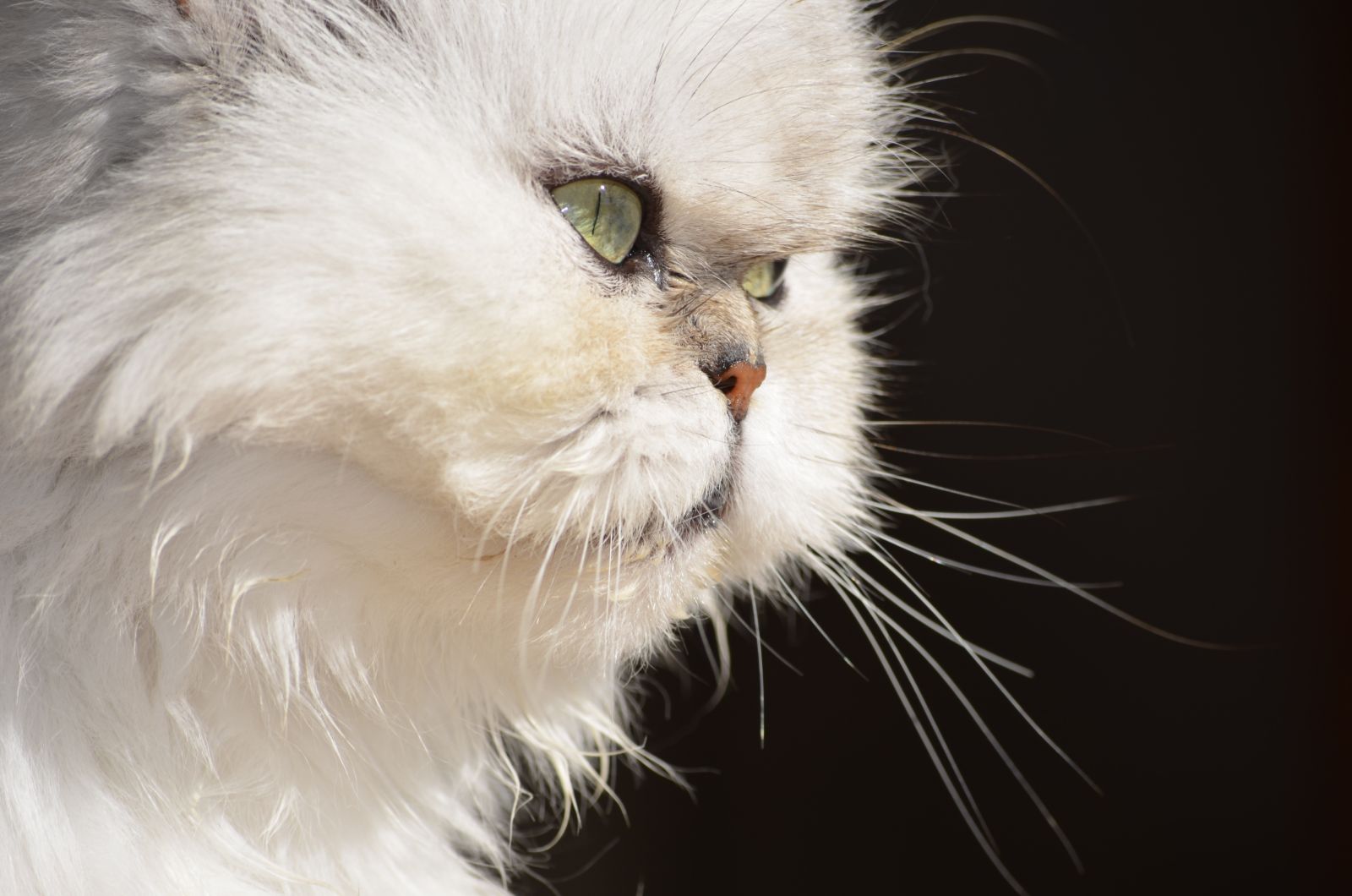 Zahnprobleme bei Katzen mit flachem Gesicht