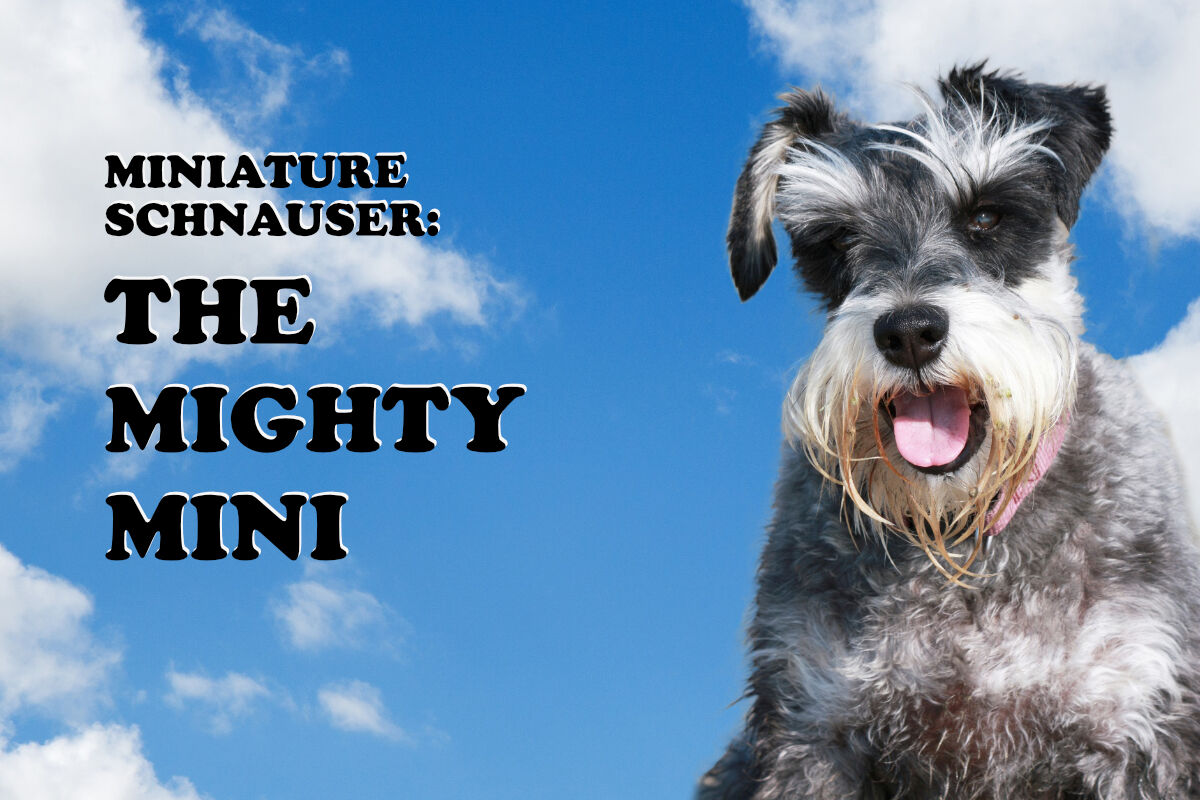 Zwergschnauzer: Mächtiger Mini