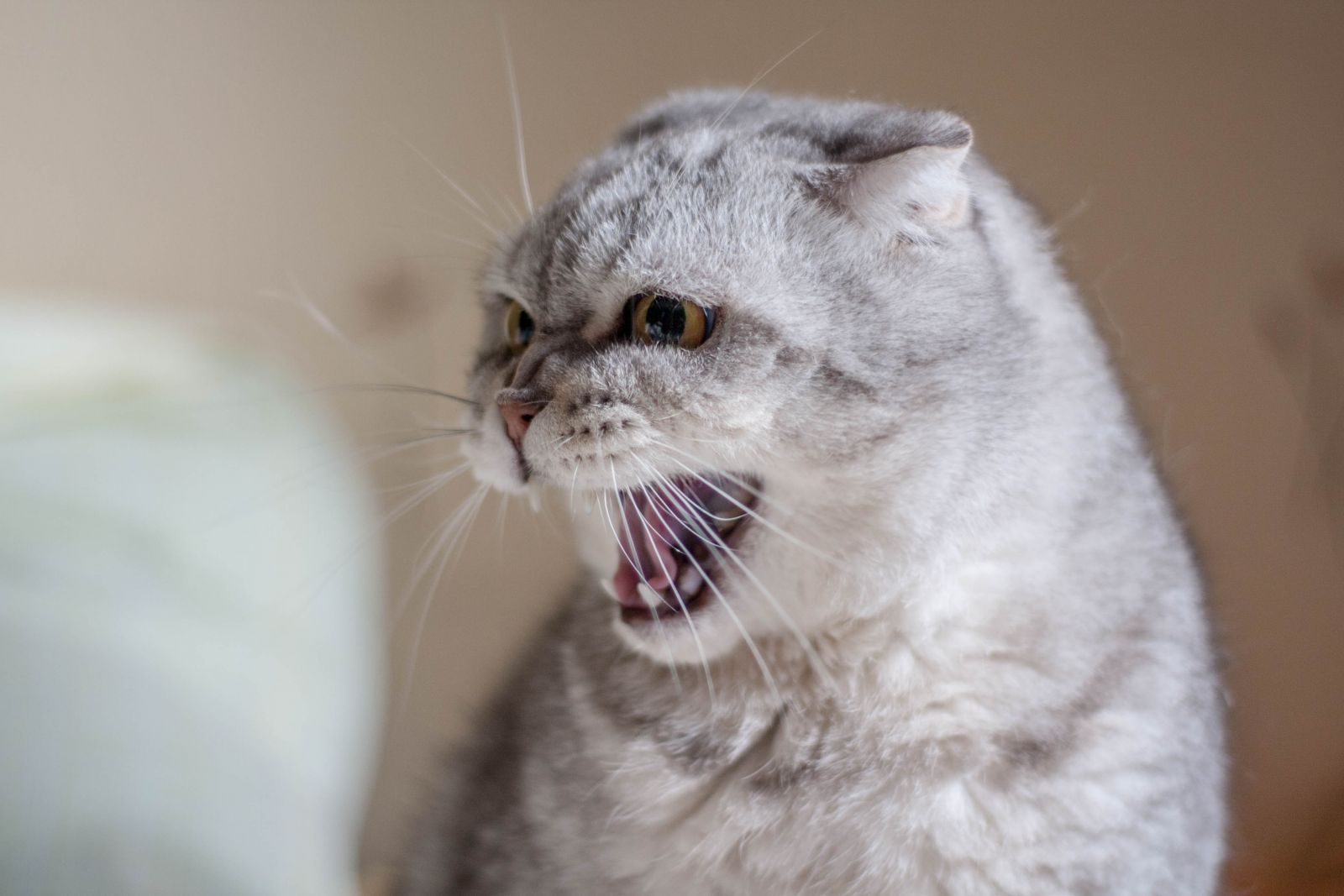 Anzeichen von Stress bei Katzen