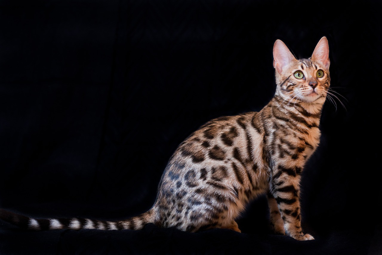 Bengalen: Ein Hund im Körper einer Katze