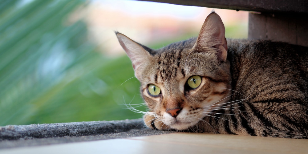 Die 10 größten Gefahren für Katzen