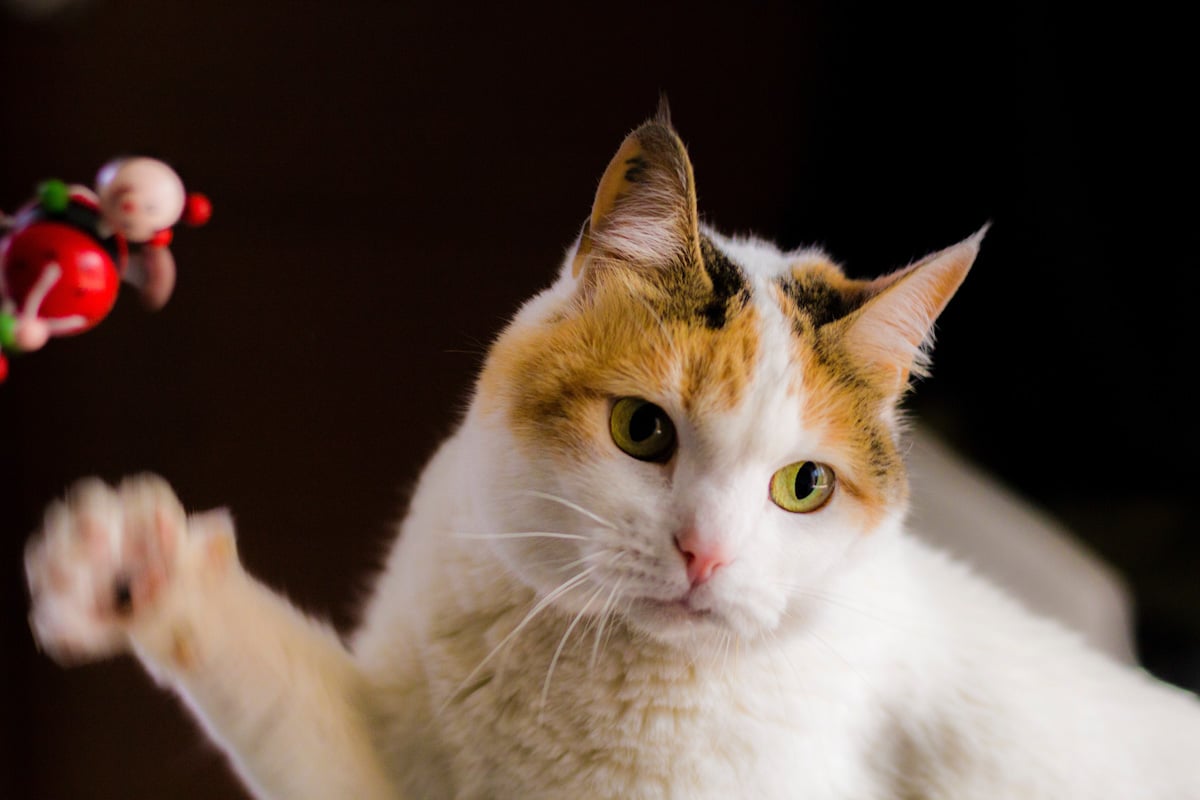 Fünf Dinge, die Sie über die Pfoten Ihrer Katze nicht wussten